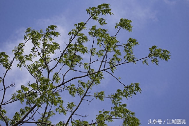 黄菠萝树经济价值、药用价值极高,是我国一级保护植物禁伐木材